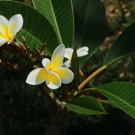 Gite Des Acacias Union Vale Luaran gambar