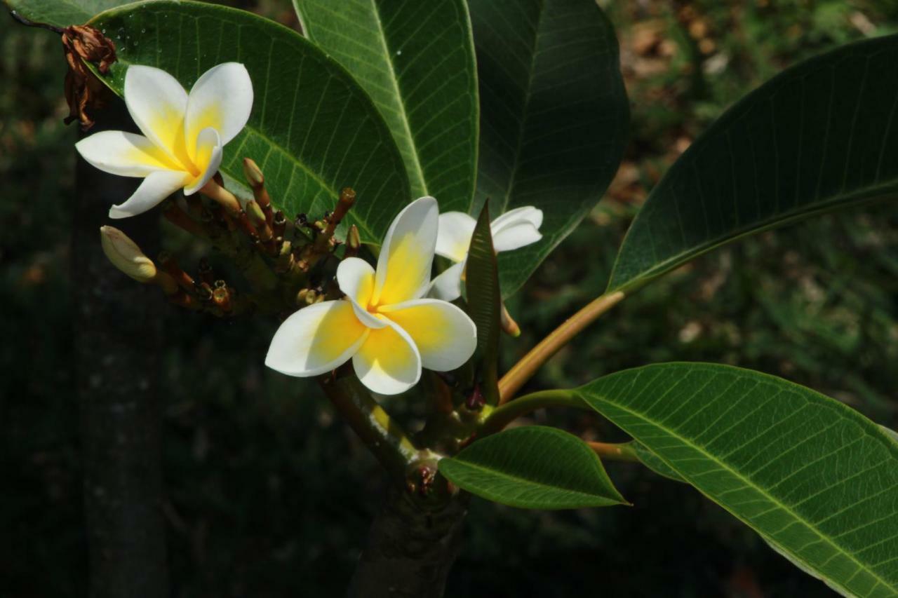 Gite Des Acacias Union Vale Luaran gambar